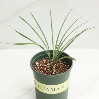 【朴原优选】银叶沼地棕 Acoelorrhaphe wrightii 'Azul' 棕榈科