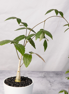 【朴原】垂直葡萄瓮 Cyphostemma laza 珍奇潮流块根多肉绿植盆景