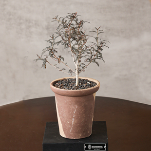 【朴原】索科特拉乳香 Boswellia aspleniifolia 橄榄科园艺盆栽