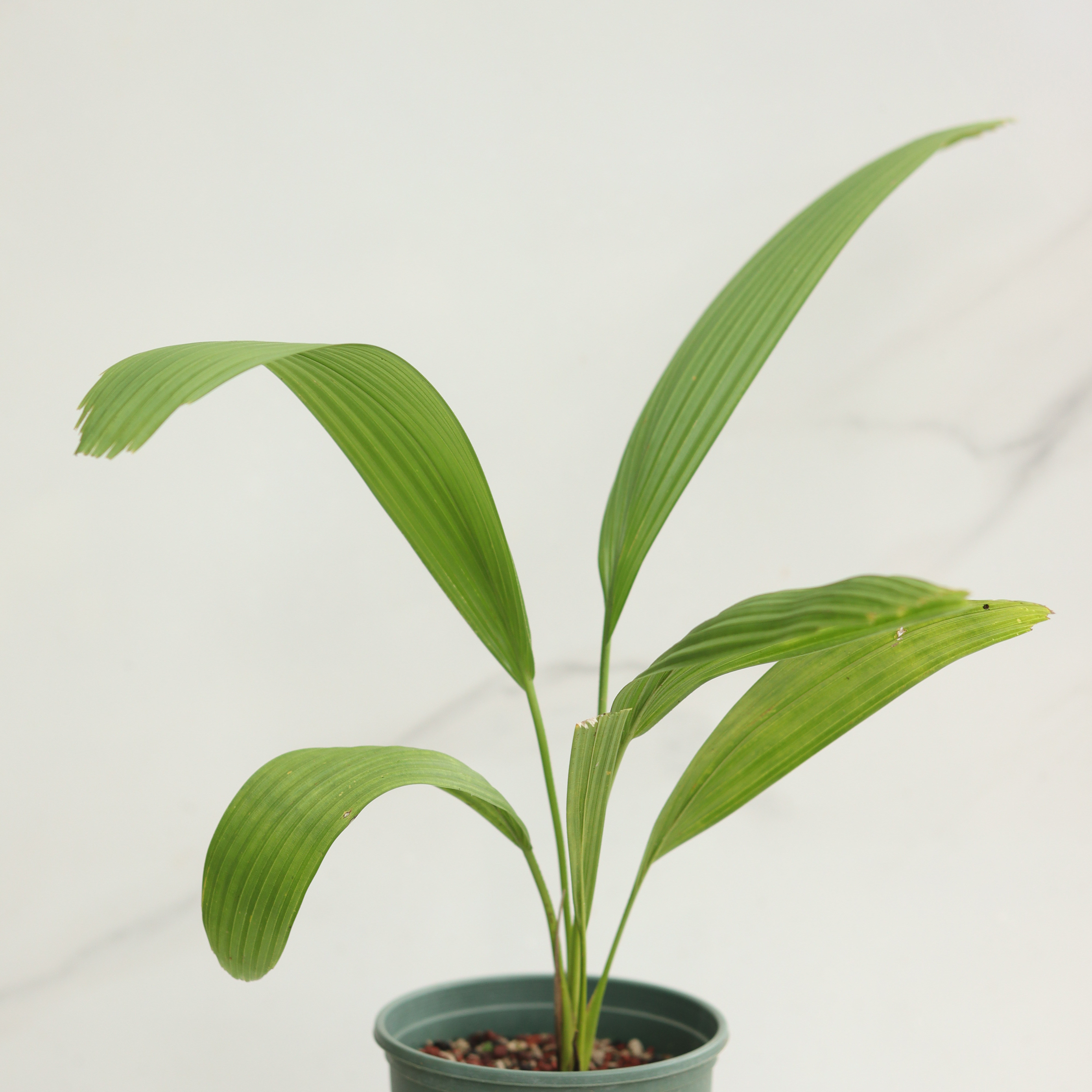 【朴原优选】贝叶棕 Corypha umbraculifera 室内观叶绿植热植
