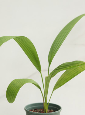 【朴原优选】贝叶棕 Corypha umbraculifera 室内观叶绿植热植