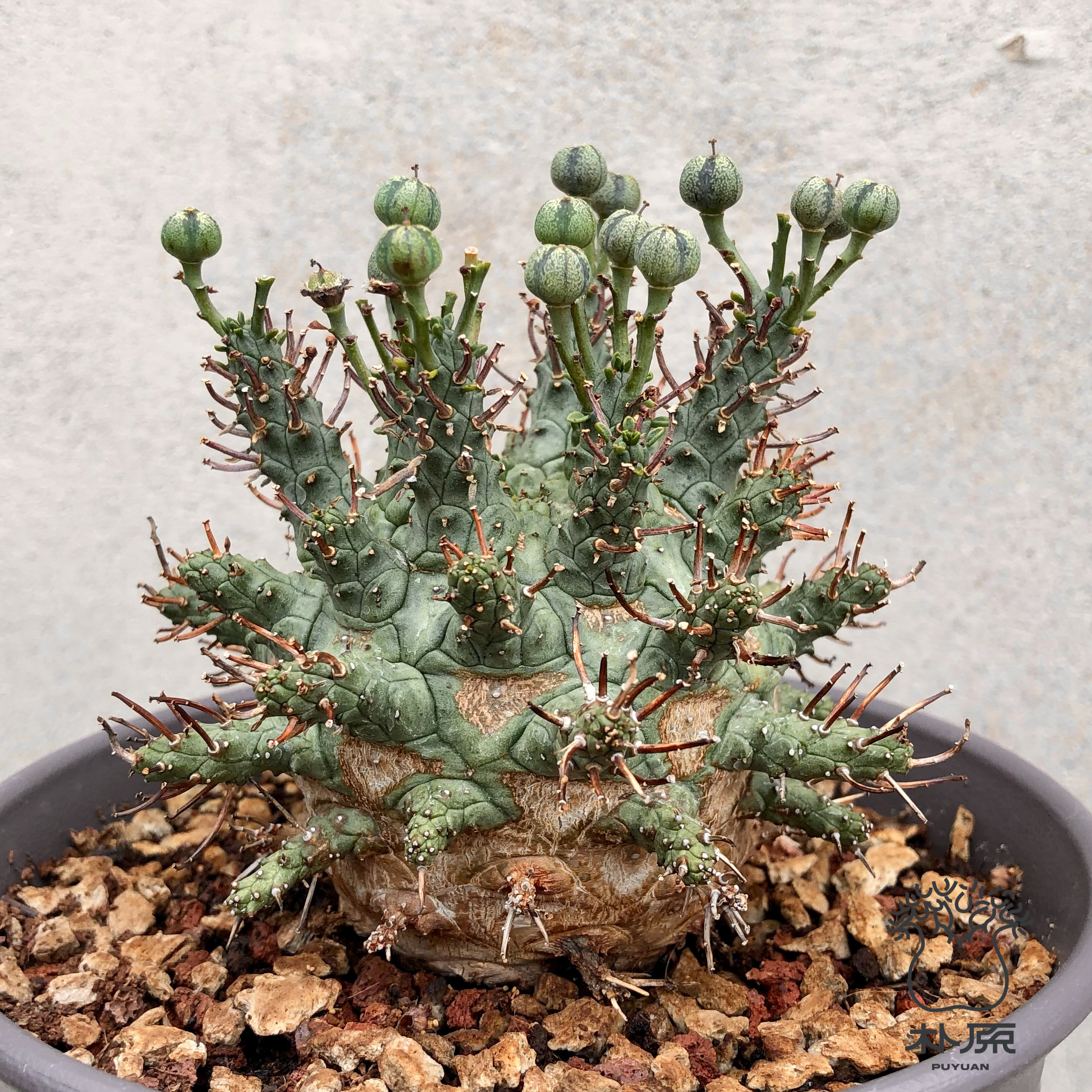 【朴原臻选】绿鬼玉 Euphorbia decepta 珍奇块根绿植美杜莎系