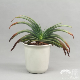 Aloe Suprafoliata 开卷芦荟 推进器芦荟 原生芦荟脱土 朴原