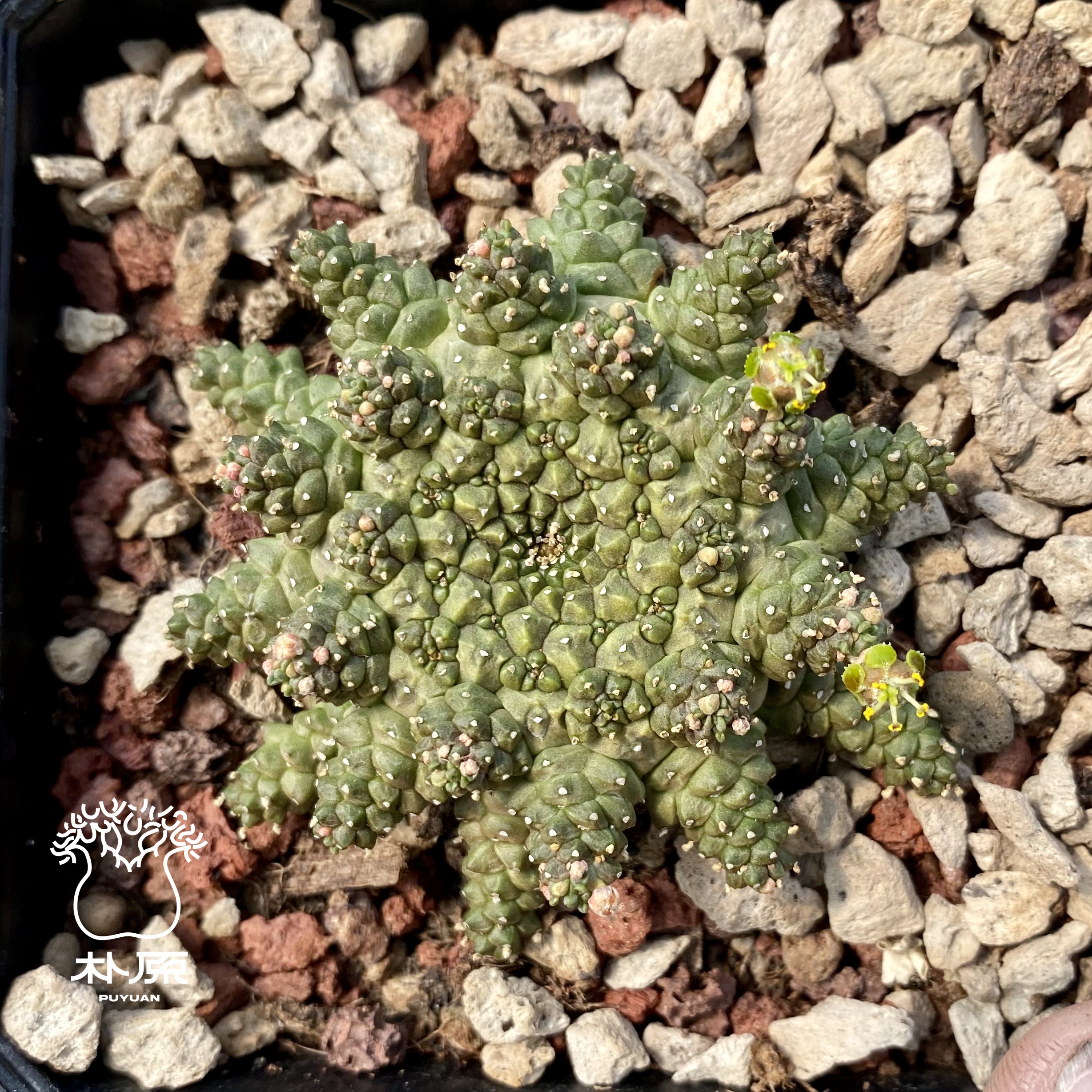 朴原甄选｜海葵大戟 Euphorbia brevirama 美杜莎系块根