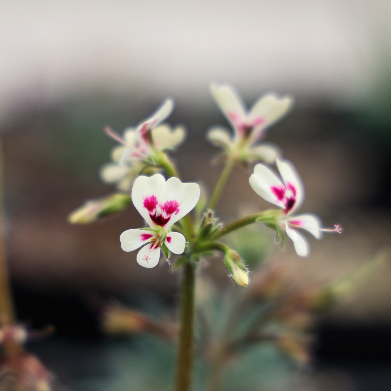 朴原甄选｜酒红洋葵 Pelargonium vinaceum