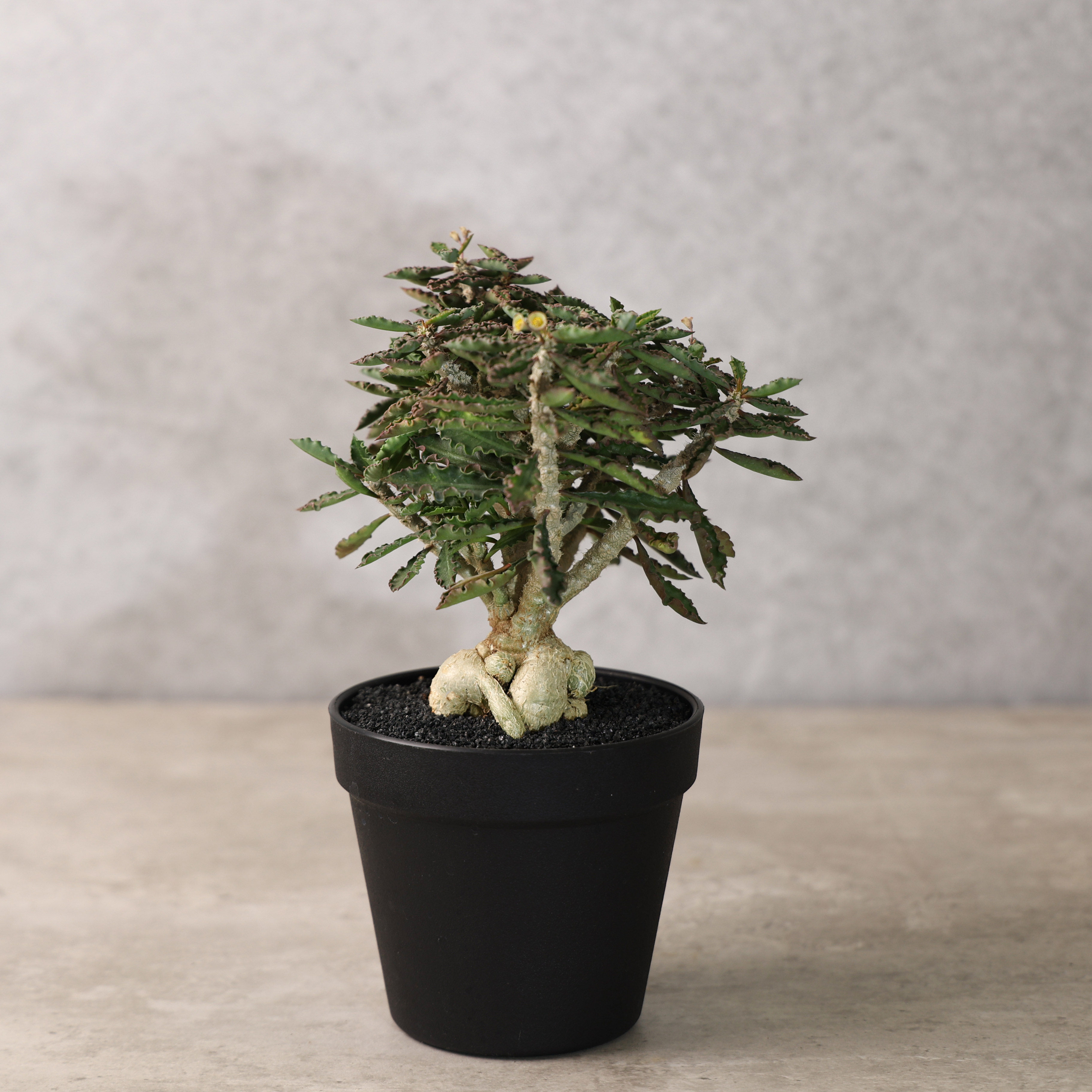 【朴原】圣玛丽角大戟Euphorbia capsaintemariensis块根多肉盆栽
