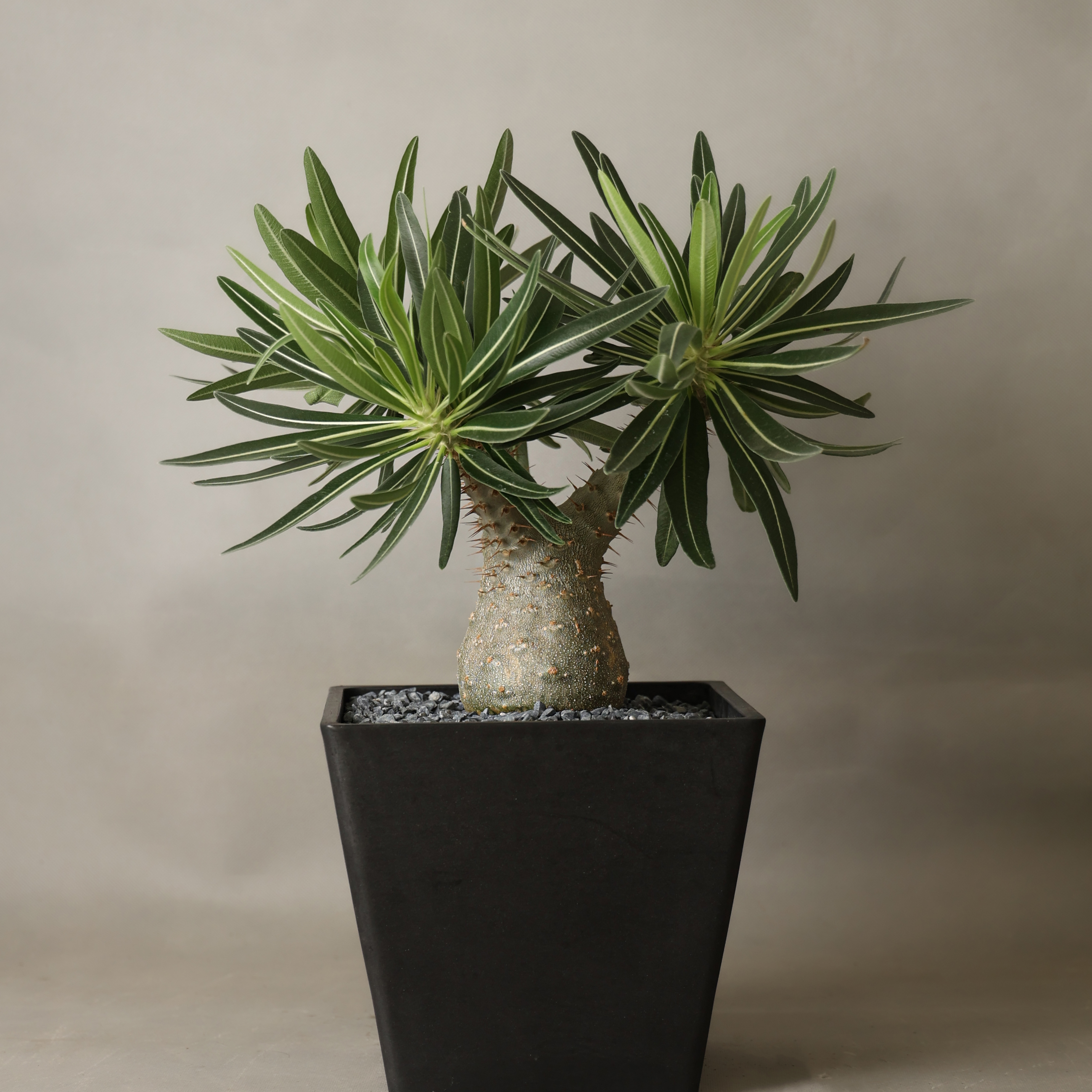 实生象牙宫好养精选潮流块根多肉