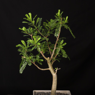 羽叶裂榄Bursera microphylla珍奇芳香观叶盆景绿植盆栽 朴原