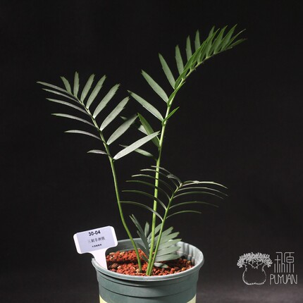 【朴原】三刺非洲铁 Encephalartos trispinosus