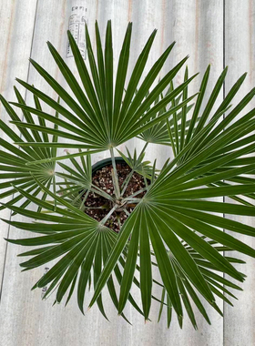 【朴原】贡山棕榈Trachycarpus princeps室内桌面绿植物棕榈盆栽