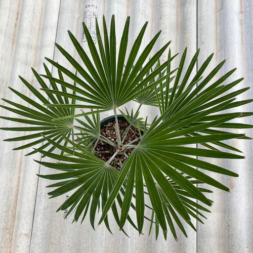 【朴原】贡山棕榈Trachycarpus princeps室内桌面绿植物棕榈盆栽