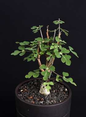 鳄鱼腺蔓潮流块根盆栽绿植观叶