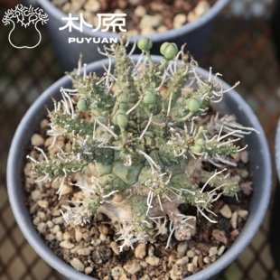 【朴原臻选】星云大戟Euphorbia astrophora珍奇块根绿植大戟多肉