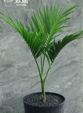 【朴原优选】高斯椰 Gaussia attenuata 潮流热植盆景