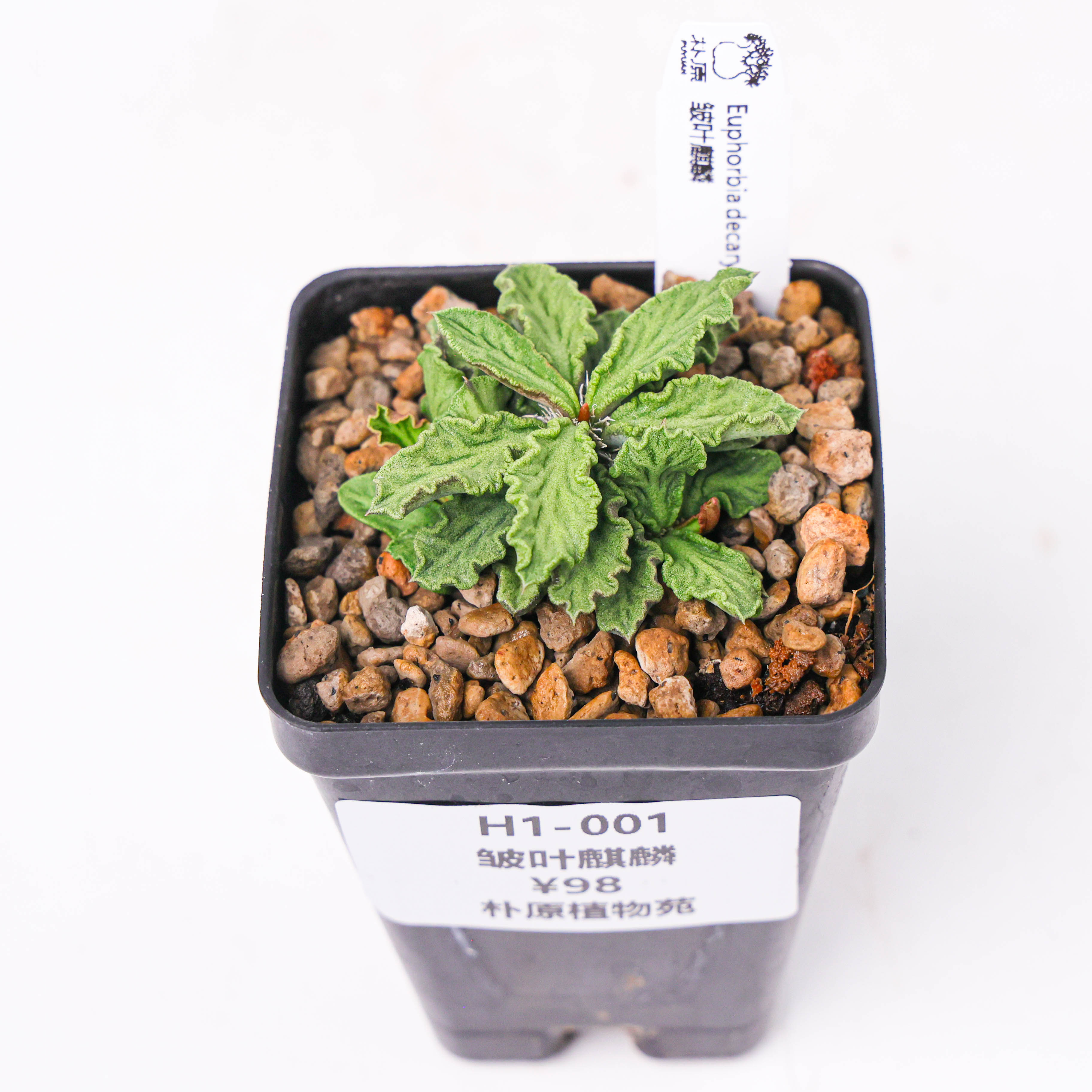 【朴原】皱叶麒麟 Euphorbia decaryi 块根多肉盆栽