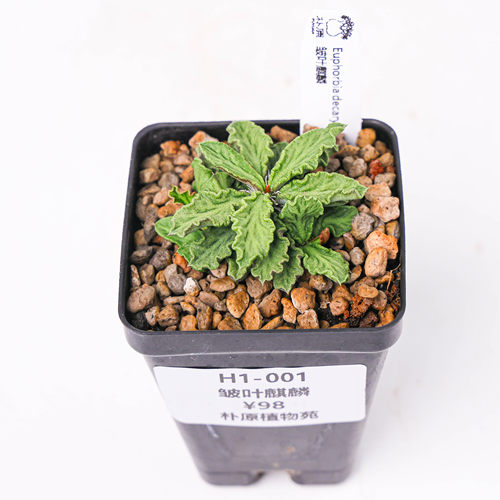 【朴原】皱叶麒麟 Euphorbia decaryi 块根多肉盆栽