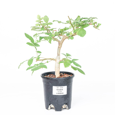 【朴原】柯帕裂榄 Bursera copallifera橄榄盆栽阳台绿植芳香盆景