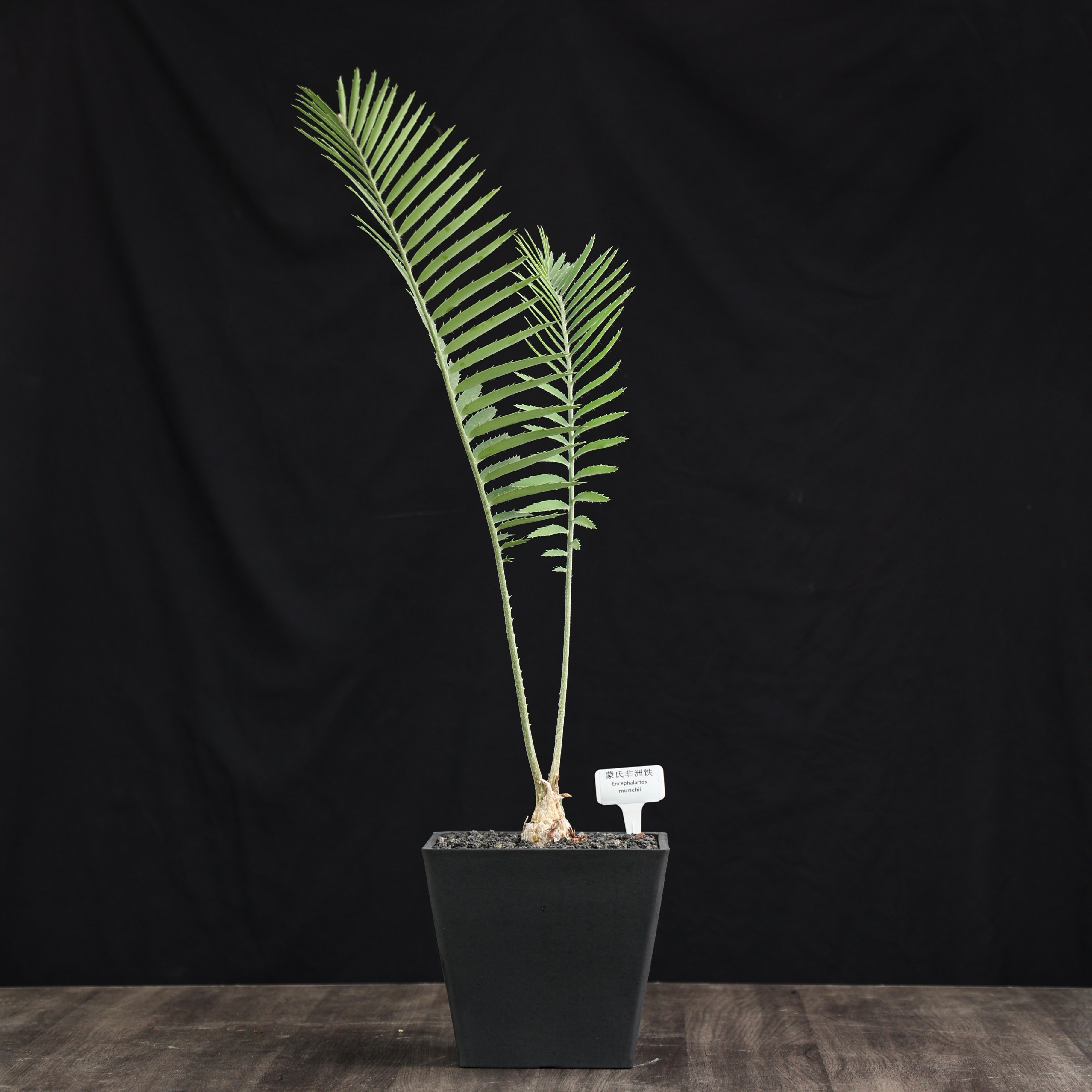 【朴原】蒙克氏非洲铁 Encephalartos munchii 珍奇铁树观赏盆景