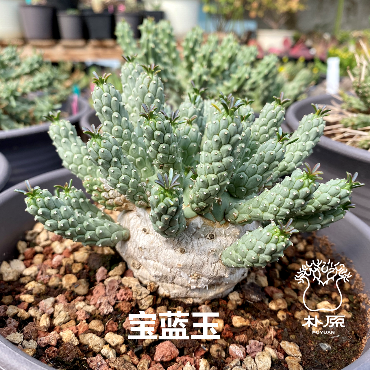 【朴原臻选】宝蓝玉大戟/拉米兰斯大戟 Euphorbia ramiglans