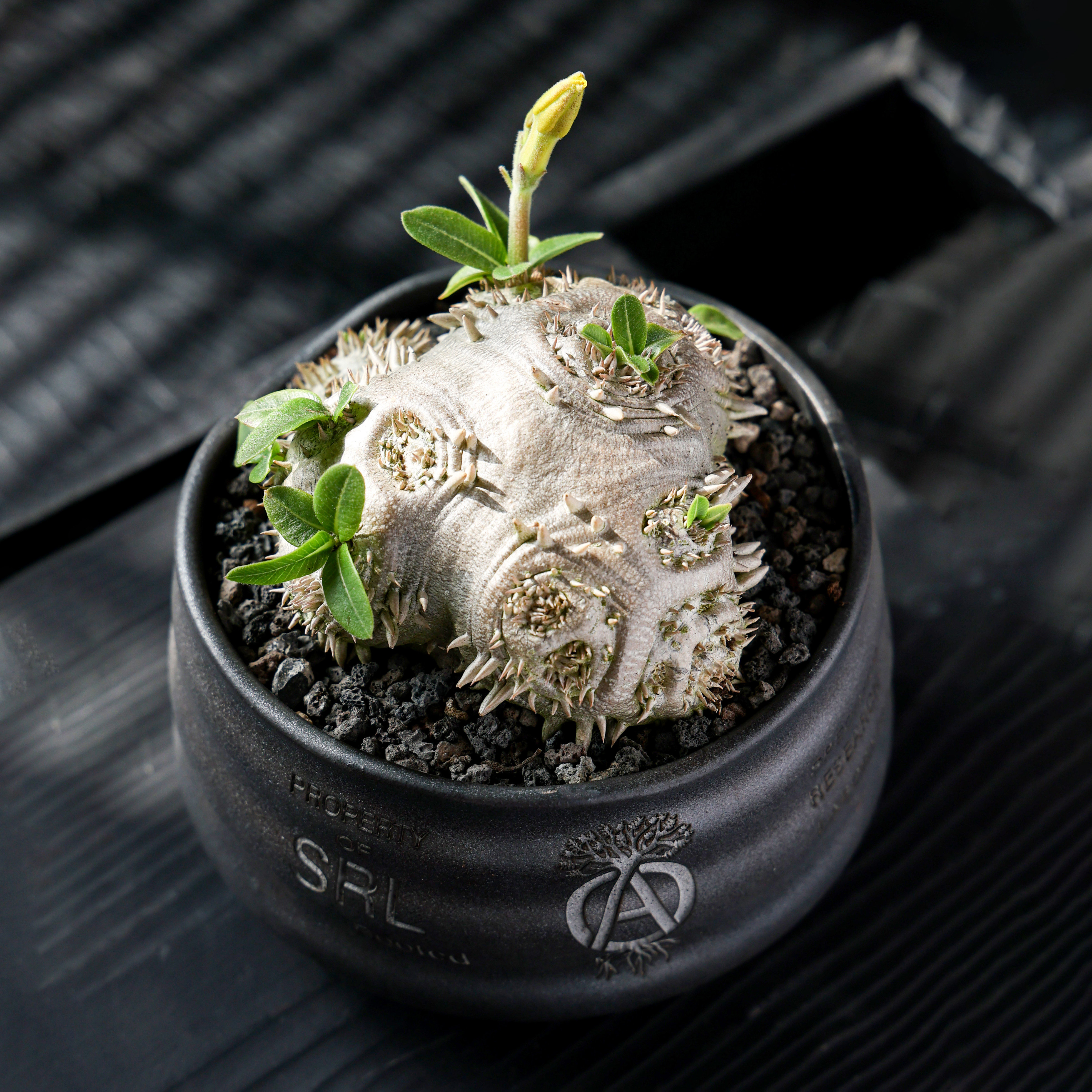【朴原】黄花惠比须笑 Pachypodium brevicaule 盆栽潮流财运块根