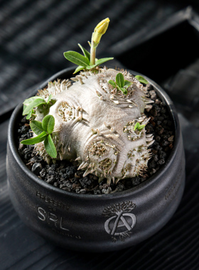【朴原】黄花惠比须笑 Pachypodium brevicaule 盆栽潮流财运块根