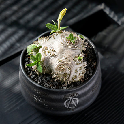 【朴原】黄花惠比须笑 Pachypodium brevicaule 盆栽潮流财运块根