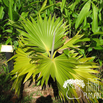 朴原植物苑夏威夷金棕非常好养