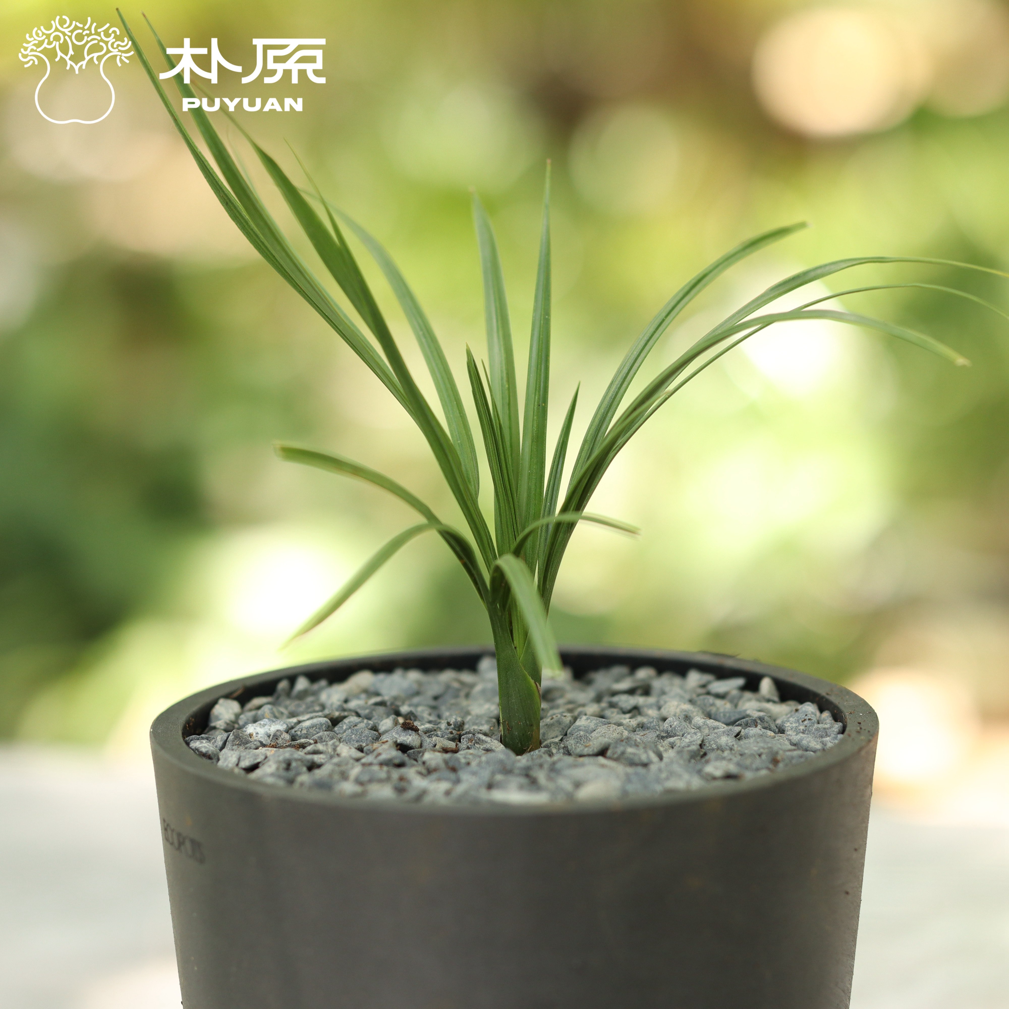 【朴原优选】矮葫芦椰 Pseudophoenix ekmanii 室内观叶热植