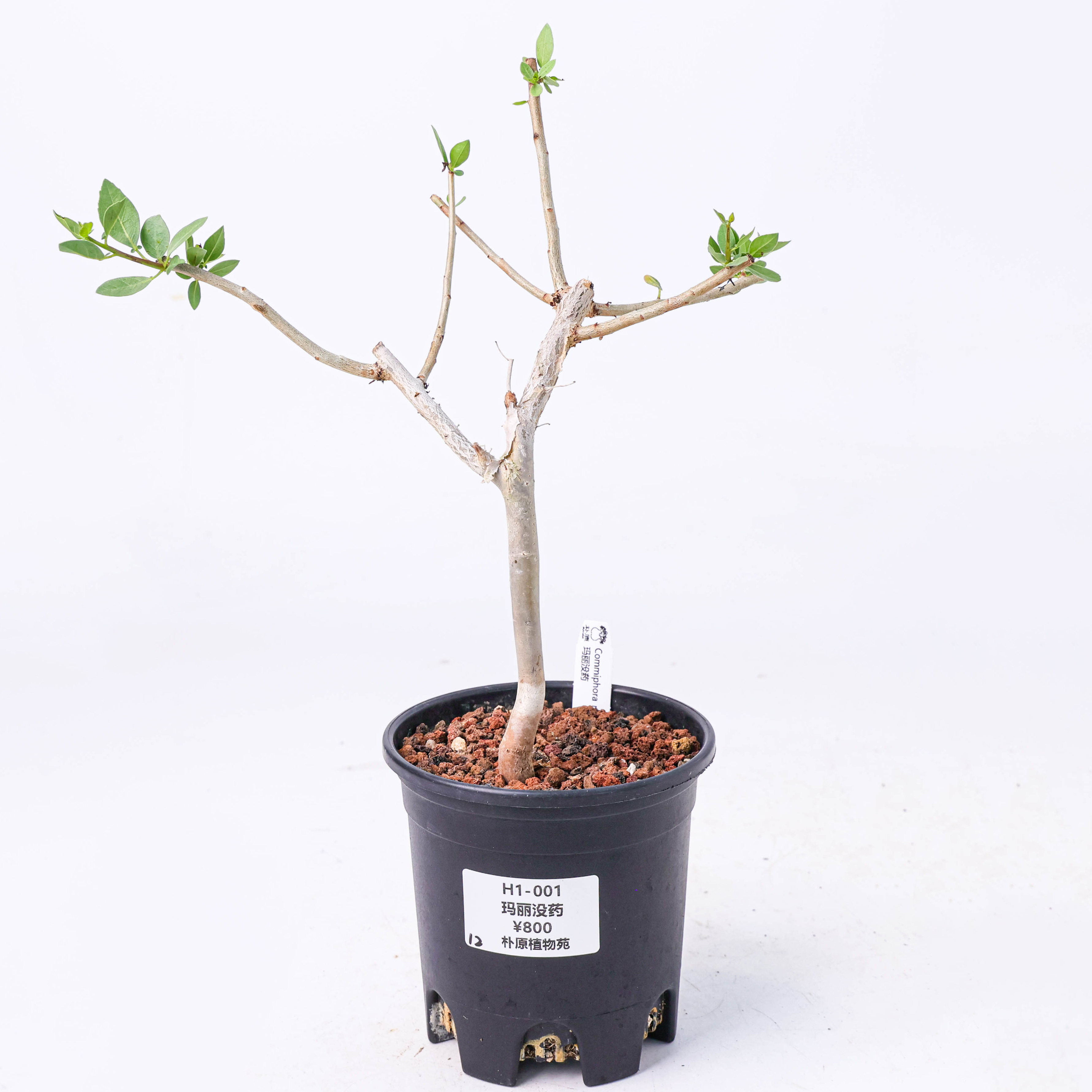 【朴原】玛丽没药 Commiphora myrrha 珍奇块根盆景绿植