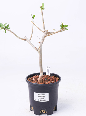 【朴原】玛丽没药 Commiphora myrrha 珍奇块根盆景绿植