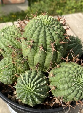 实生群星冠潮流块根珍奇绿植盆栽