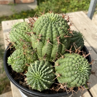 【朴原臻选】群星冠 Euphorbia stellaespina 潮流多肉块根绿植
