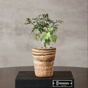 【朴原】心叶西番莲 Adenia isaloensis 绿植盆栽阳台潮流块根