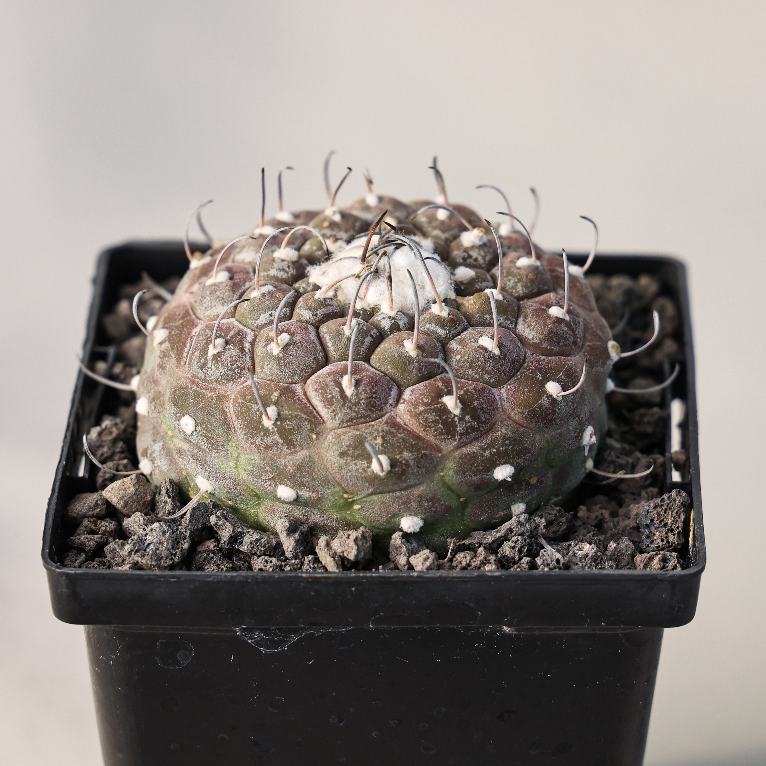 【朴原】冬云娇丽 turbinicarpus jauernigii 仙人球好养赏花多肉