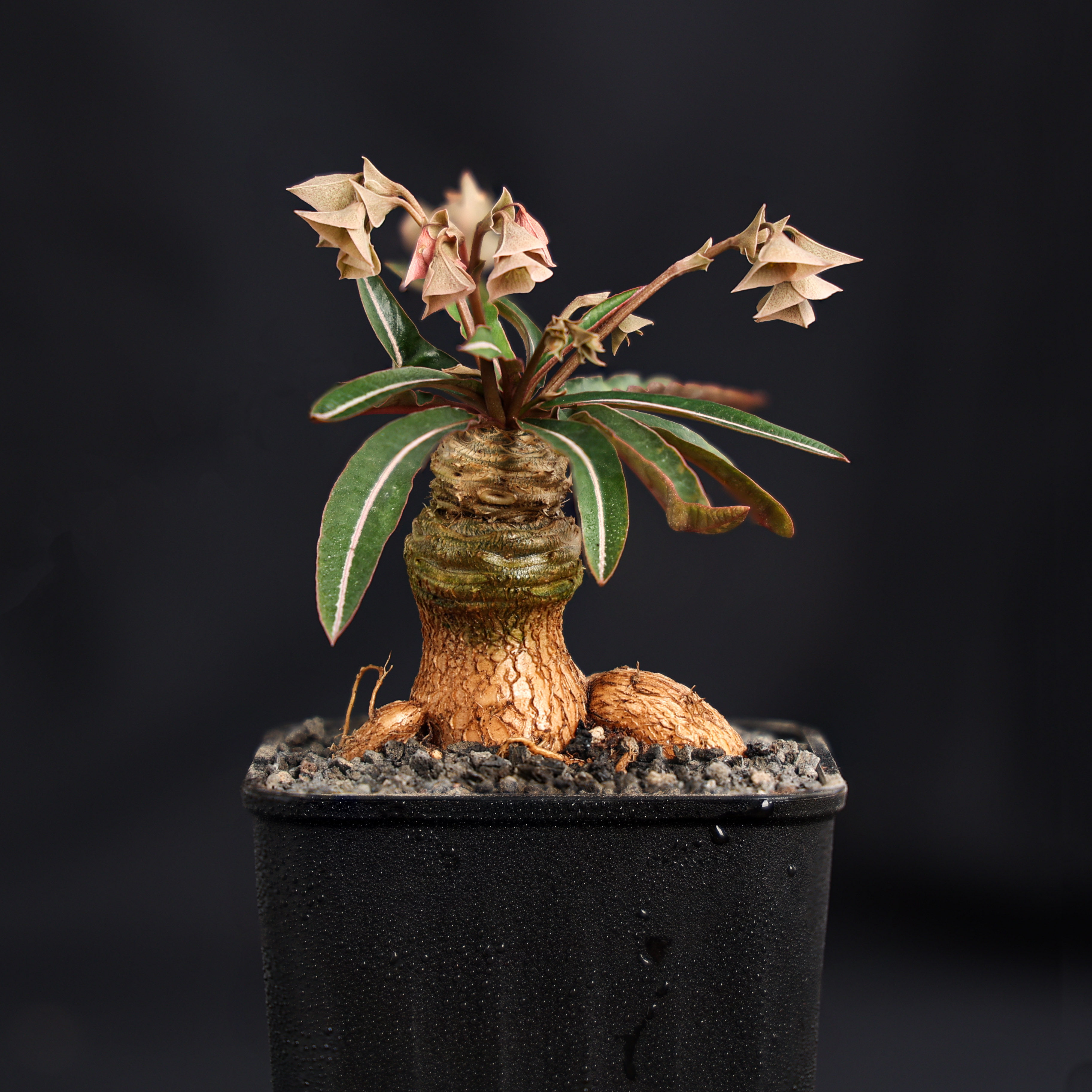 【朴原】绿叶拉巴提 Euphorbia labatii 潮流块根多肉盆栽植物