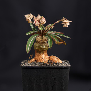 【朴原】绿叶拉巴提 Euphorbia labatii 潮流块根多肉盆栽植物