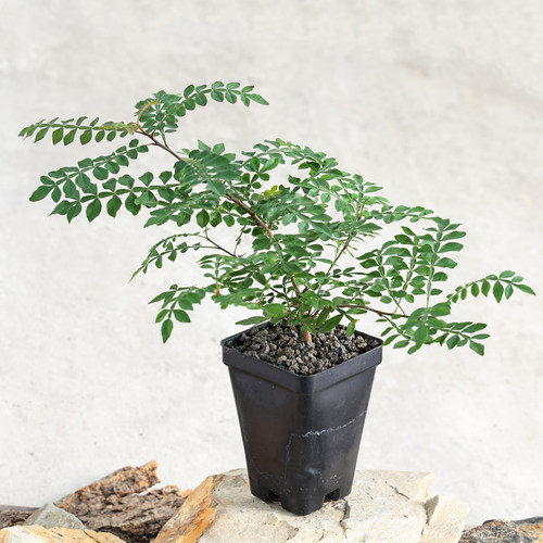 实生赤羽漆树珍奇块根绿植盆栽