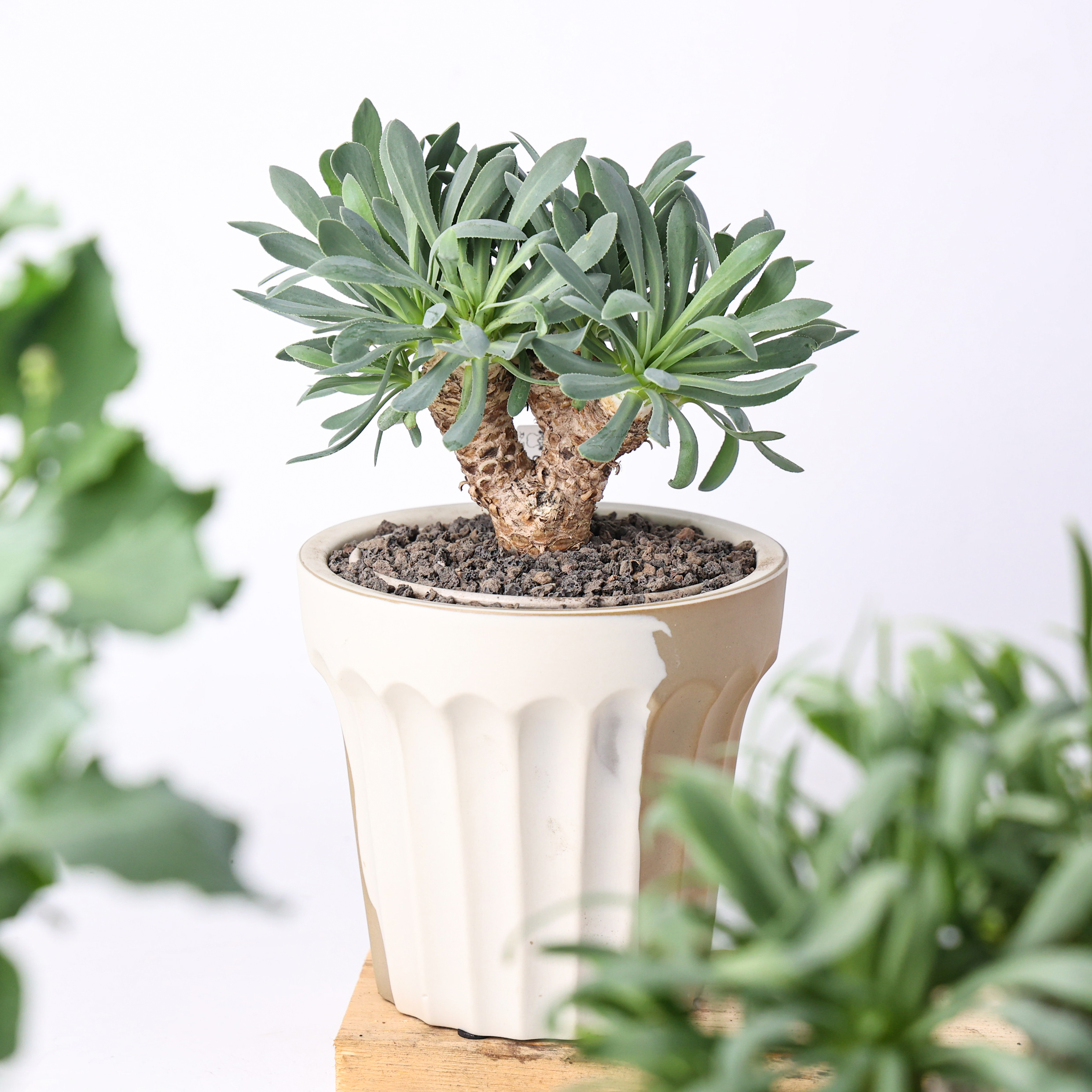 刨花厚墩菊盆栽块根多肉绿植盆栽