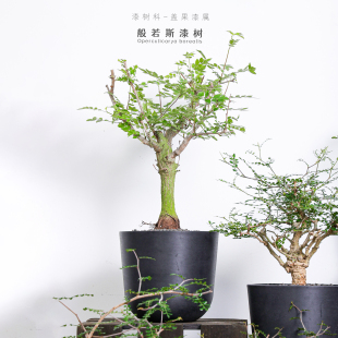 【朴原】般若斯漆树Operculicarya borealis珍奇芳香植物盆景盆栽