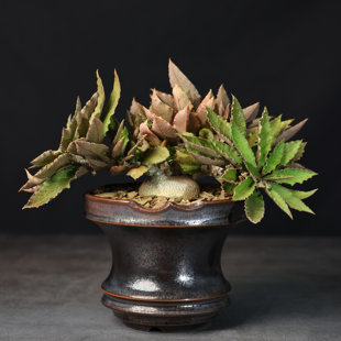 【朴原】苏珊娜大戟 Euphorbia suzannae-marnierae 马岛块根盆栽