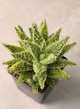 【朴原】名品园艺芦荟 Aloe Hybrids 精品精选超级芦荟每周三更新