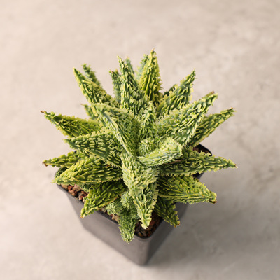 精品园艺芦荟超级芦荟绿植盆栽