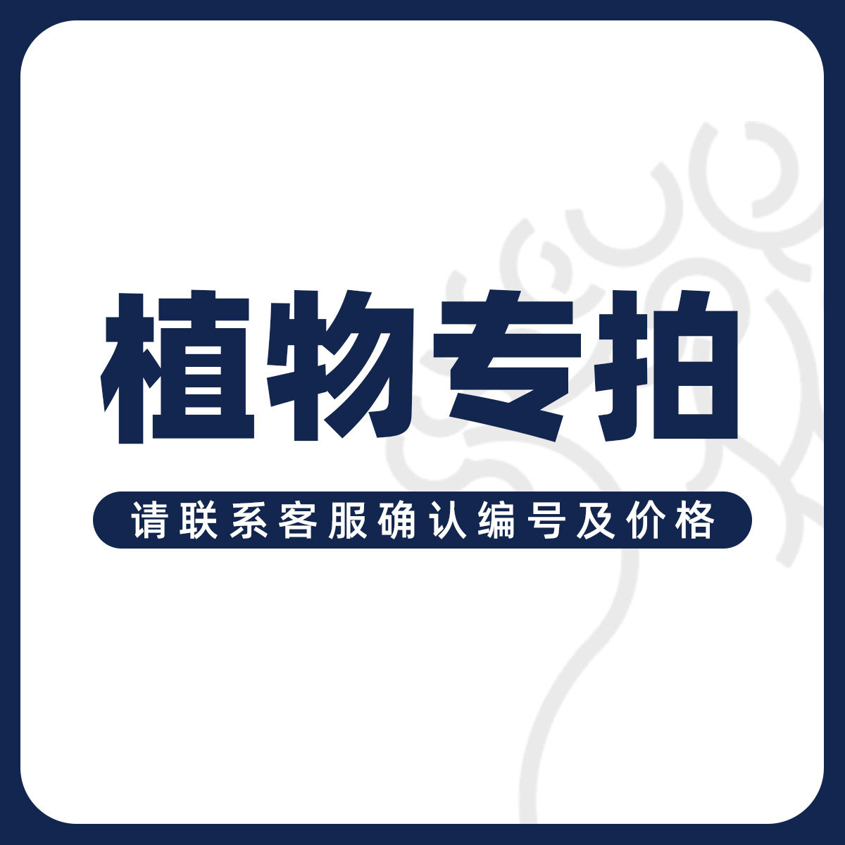 【朴原优选】中大型海南植物专拍 请确认价格编号后拍下