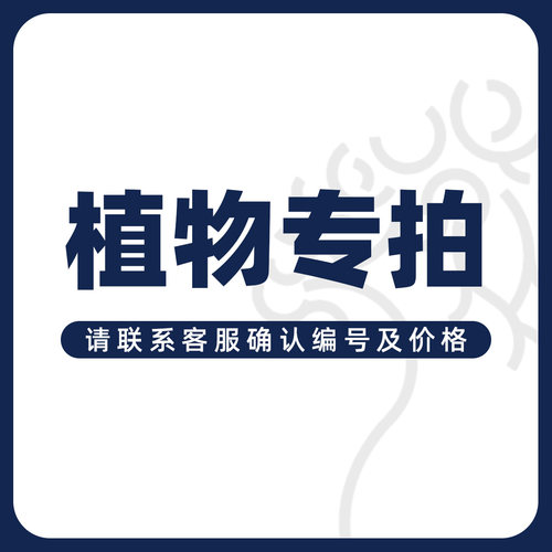 【朴原优选】中大型海南植物专拍 请确认价格编号后拍下
