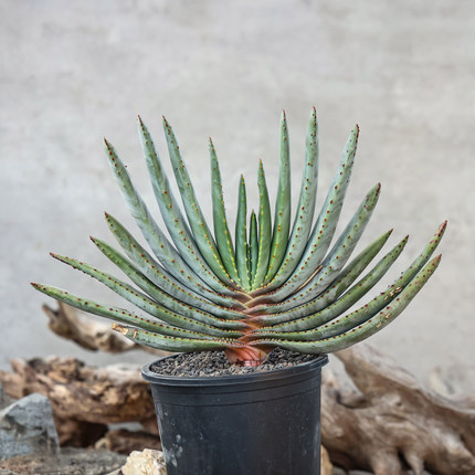 【朴原】二列芦荟 Aloe compressa var schistophil 原生芦荟