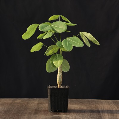 【朴原】圆叶苏木Senna sp. nova 豆科家庭盆景潮流绿植