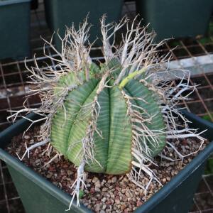 【朴原】实生法丽达Euphorbia valida珍奇块根多肉盆栽精选绿植