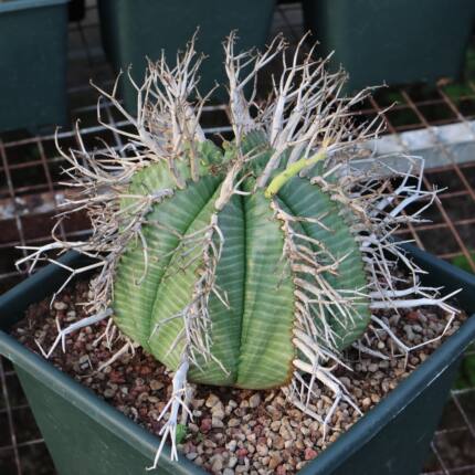 【朴原】实生法丽达Euphorbia valida珍奇块根多肉盆栽