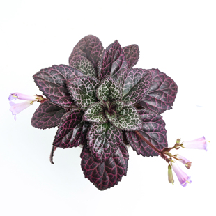 【朴原】红颜报春苣苔 Primulina 'Confidante'观叶观花盆栽苣苔