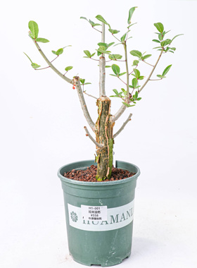 【朴原】拉米没药 Commiphora lamii 珍奇块根盆景绿植
